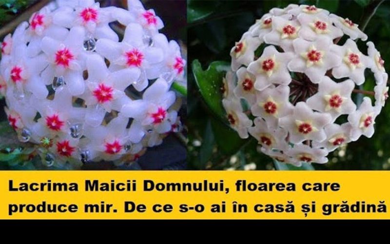 Lacrima Maicii Domnului, floarea de ceară care „plânge” mir: cum o îngrijești ca să-ți înflorească