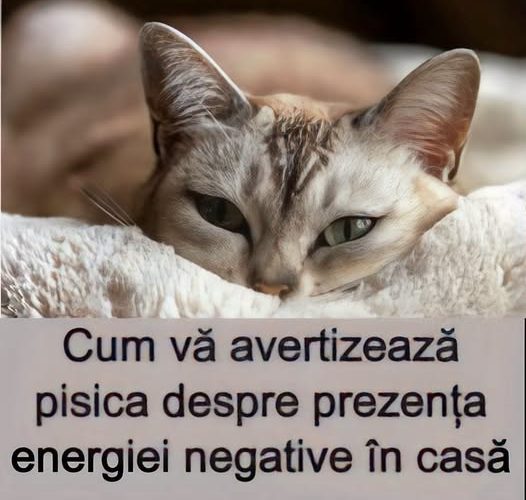 Pisica ta simte ceva în casă? Cele 5 comportamente despre care se spune că ar trăda energia negativă