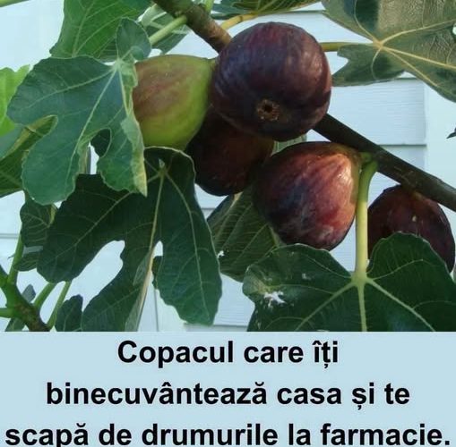Smochinul din grădină: pomul care îți aduce belșug în casă și remedii la îndemână